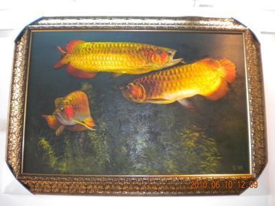金龍魚怎么賣的貴（金龍魚價格昂貴的原因）