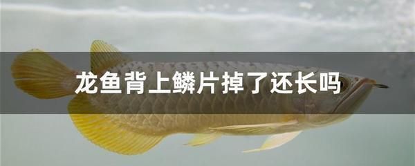 龍魚(yú)喂魚(yú)肉可以嗎（龍魚(yú)喂魚(yú)肉可以嗎，喂食魚(yú)肉時(shí)需要注意什么問(wèn)題）