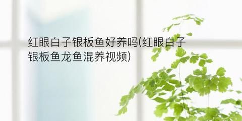 白子銀板魚和龍魚混養（白子銀板魚與龍魚混養時需要注意以下幾點：物種,體長,）