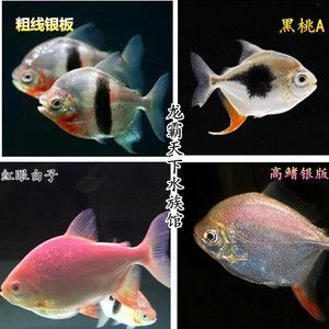 白子銀板魚和龍魚混養（白子銀板魚與龍魚混養時需要注意以下幾點：物種,體長,）
