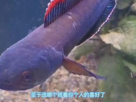 幻藍雷龍魚和幻紅區別