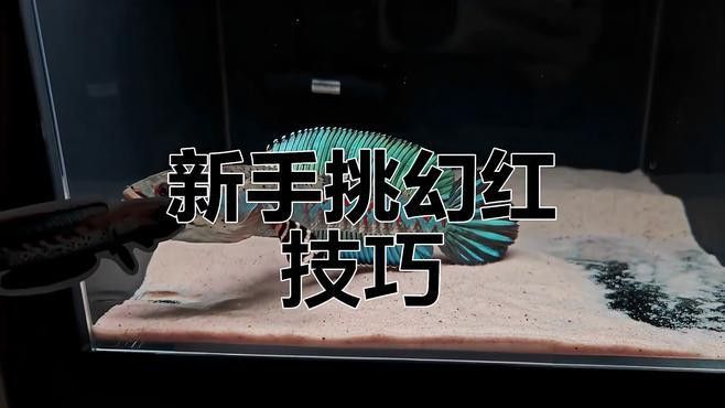 幻藍雷龍魚和幻紅區別