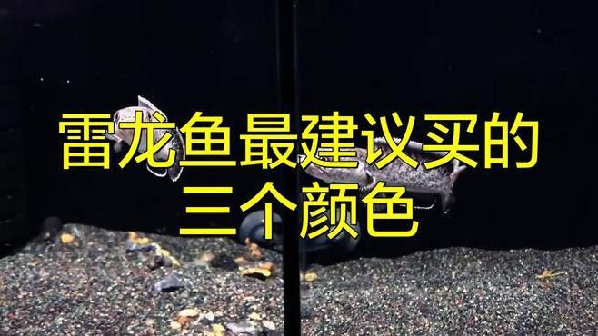 幻藍雷龍魚和幻紅區別