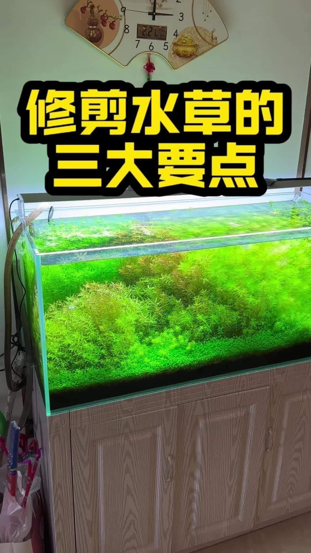 修剪水草時需要注意什么？