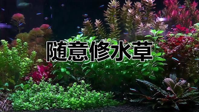 修剪水草時需要注意什么？