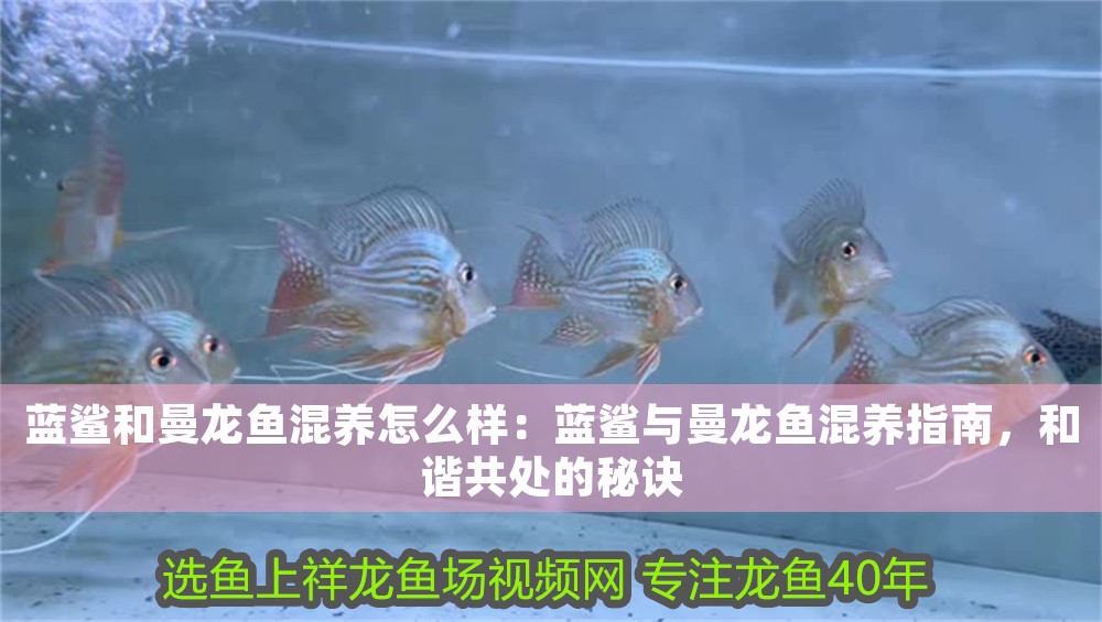 藍鯊和曼龍魚混養怎么樣：藍鯊與曼龍魚混養指南，和諧共處的秘訣