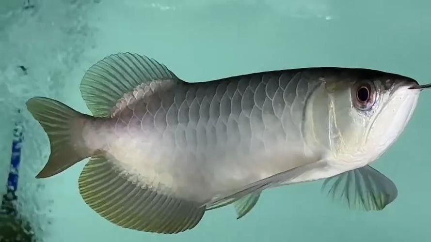 金龍魚圖片大全大圖豎屏高清