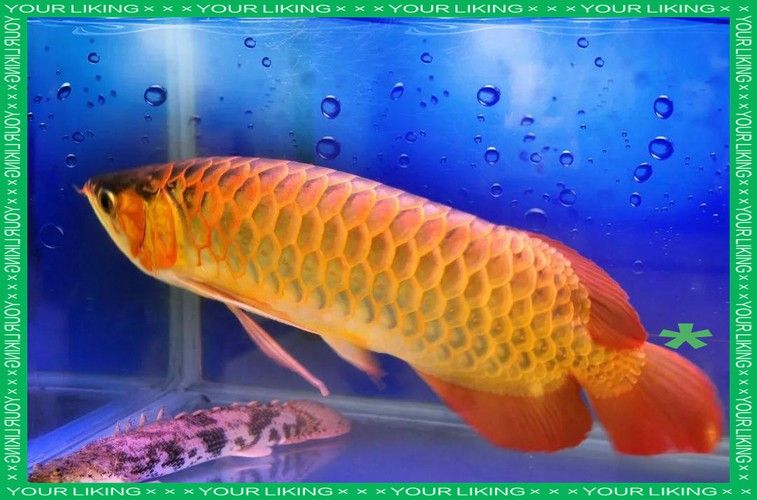金龍魚圖片大全大圖豎屏高清