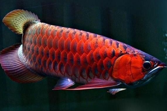 金龍魚圖片大全大圖豎屏高清