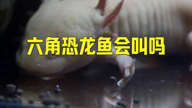 六角恐龍魚能聽到聲音嗎
