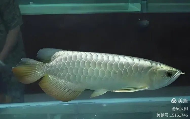 銀龍魚淡水魚還是海水魚