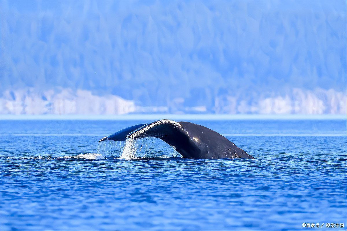 鯨魚暗示男人哪個部位
