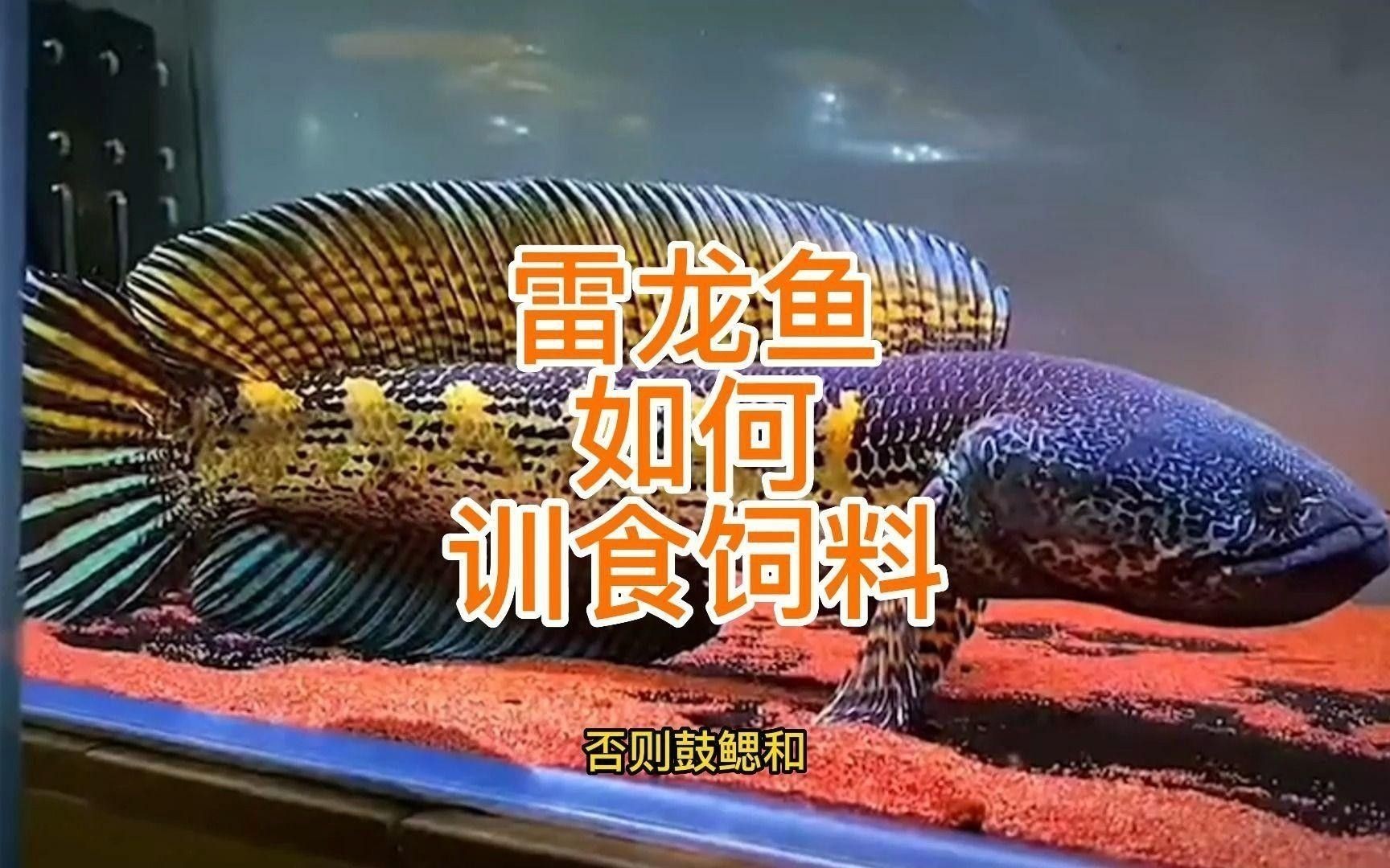 如何訓練雷龍魚接受飼料？
