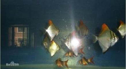 黃鰭鯧魚能和龍魚混養嗎：黃鰭鯧魚和龍魚可以混養嗎黃鰭鯧魚可以混養嗎
