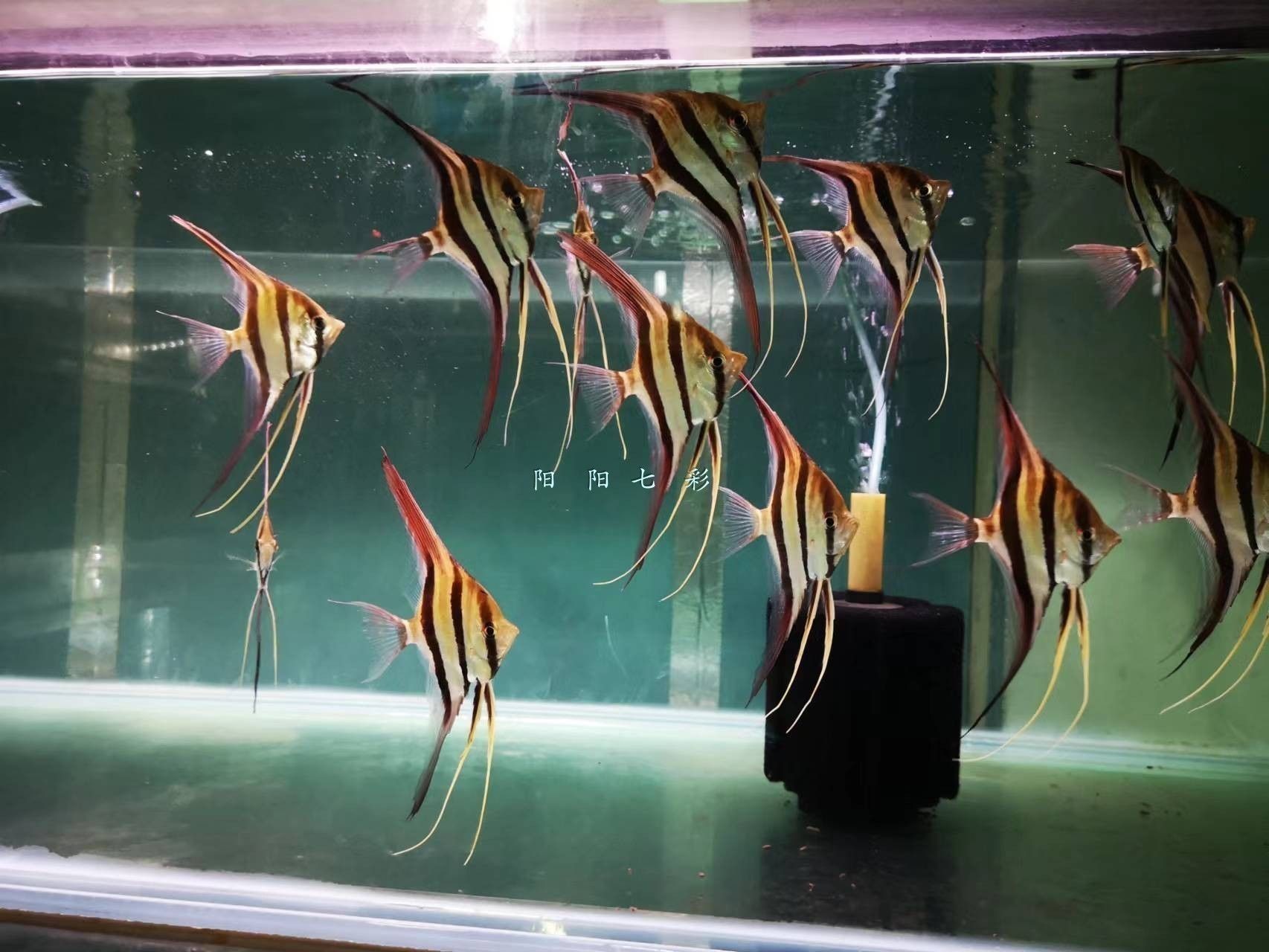 龍魚鑒別最簡單三個方法：如何鑒別龍魚的公母