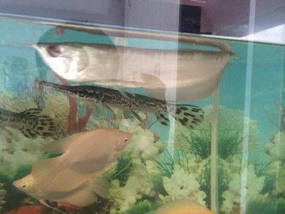 銀龍魚眼睛變白是什么病（銀龍魚眼睛變白可能是由多種因素引起的，可能是多種因素引起的）
