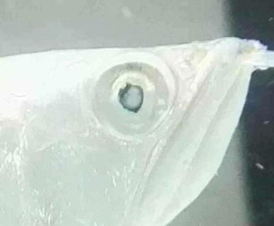 銀龍魚眼睛變白是什么病（銀龍魚眼睛變白可能是由多種因素引起的，可能是多種因素引起的）
