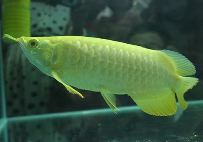 龍魚鱗片血印：龍魚鱗片上出現(xiàn)血印是怎么回事