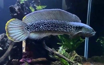 雷龍魚會不會吃小金魚飼料（雷龍魚會吃小金魚飼料嗎）