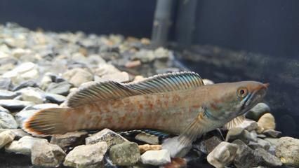 雷龍魚會不會吃小金魚飼料（雷龍魚會吃小金魚飼料嗎）