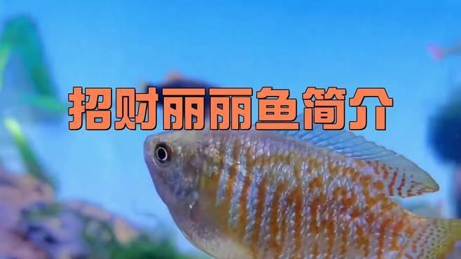 麗麗魚種類