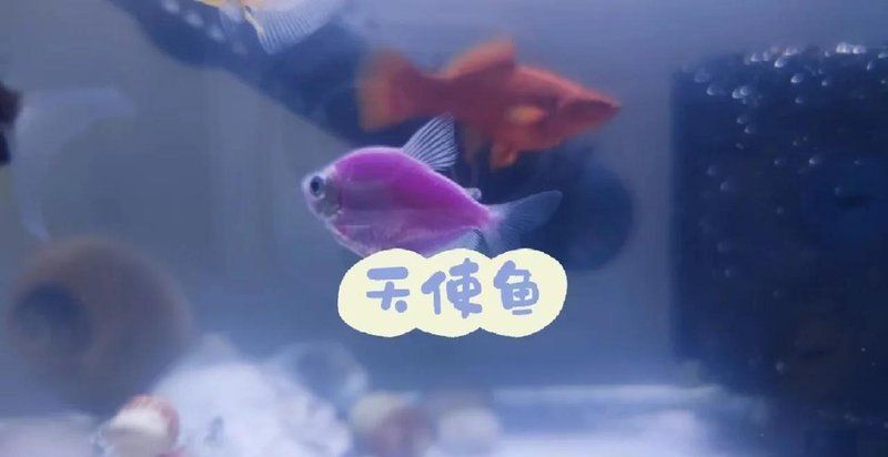 麗麗魚種類