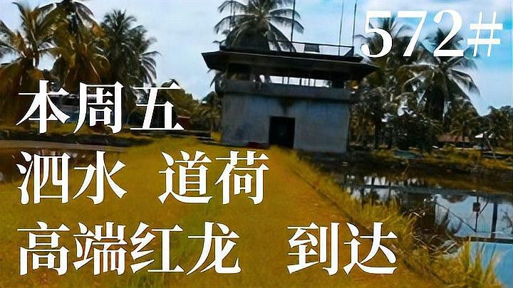 如何判斷泗水紅龍是否為純種？