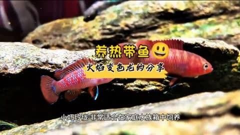 火焰變色龍如何飼養？