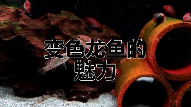 火焰變色龍如何飼養？