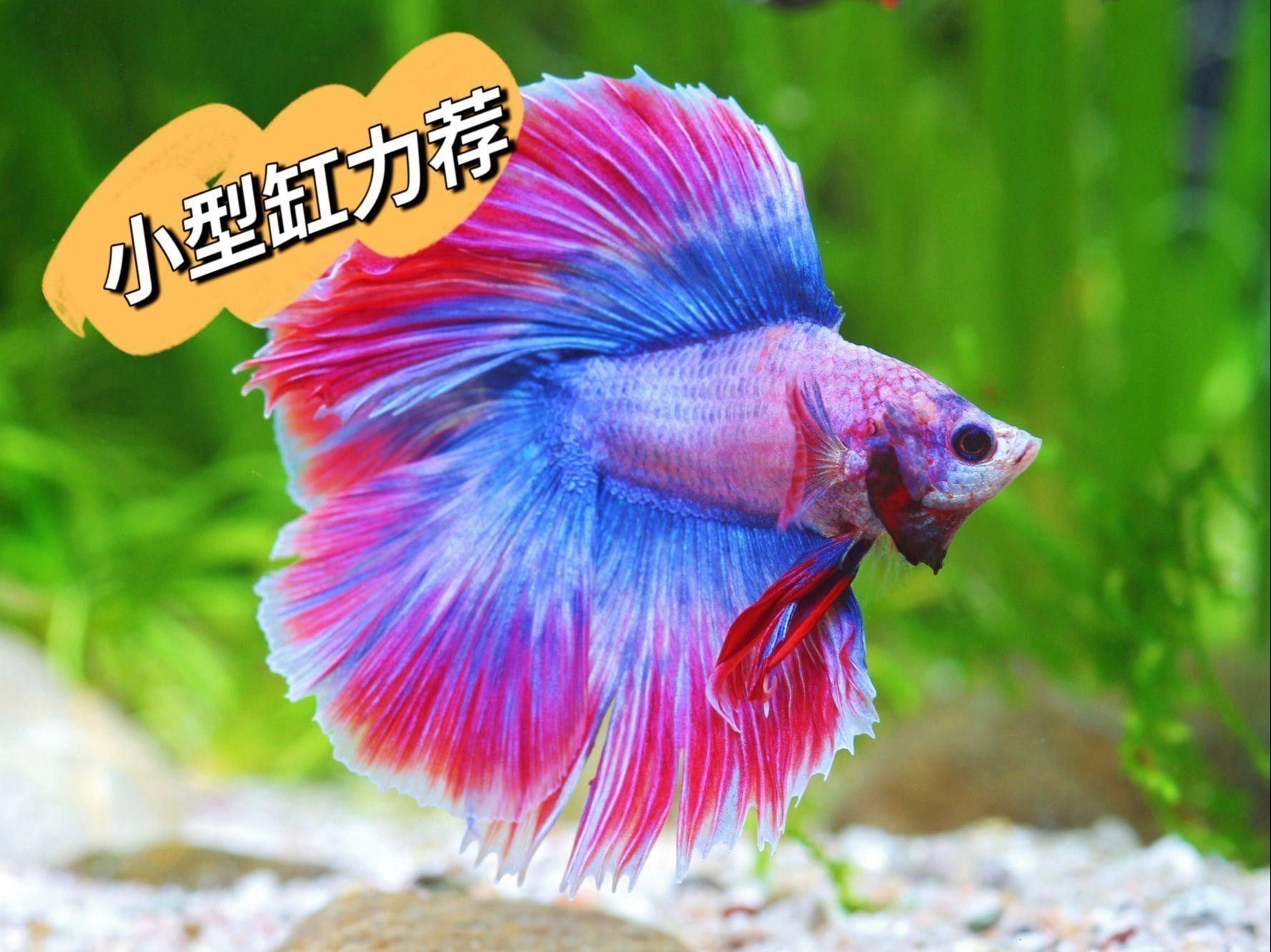 火焰變色龍如何飼養？