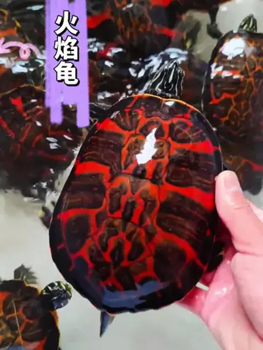 火焰變色龍如何飼養？