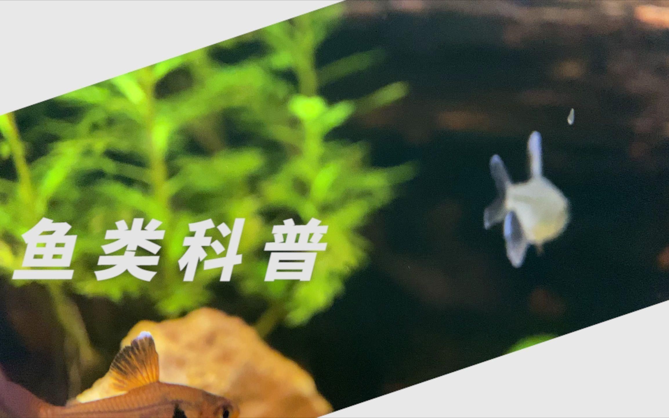 火焰變色龍如何飼養？