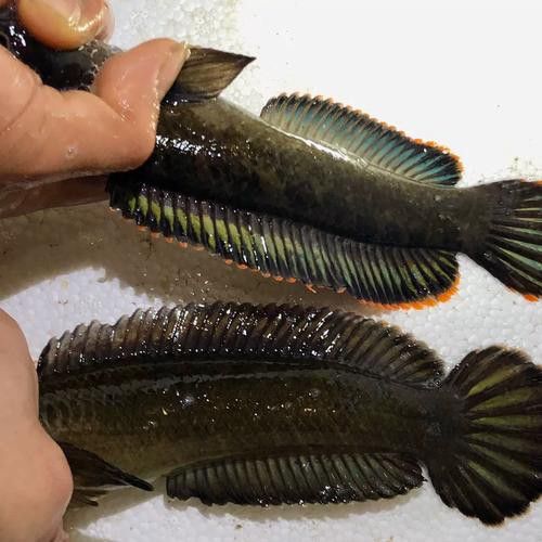 湛江龍魚(yú)價(jià)格表圖片