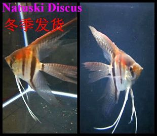 如何選擇合適水族箱尺寸：家庭空間適用水族箱推薦，水族箱經(jīng)濟(jì)預(yù)算規(guī)劃技巧，水族箱過(guò)濾系統(tǒng)選購(gòu)要點(diǎn)