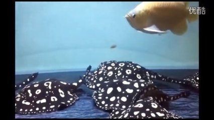 紅龍魚拍賣價(jià)格記錄（世界上最貴的一條魚，拍賣400萬(wàn)元，血紅龍魚僅不足2公斤卻價(jià)值500萬(wàn)元）