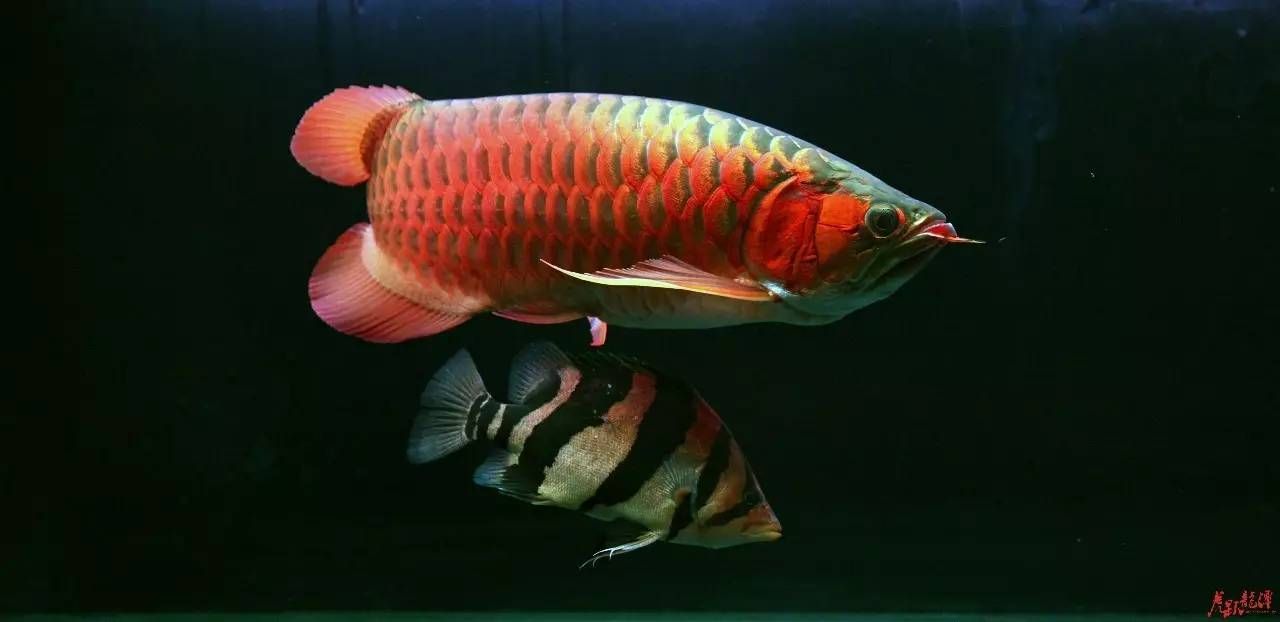 什么龍魚好看又好養：什么品種的龍魚好看又好養什么品種的龍魚好看又好養