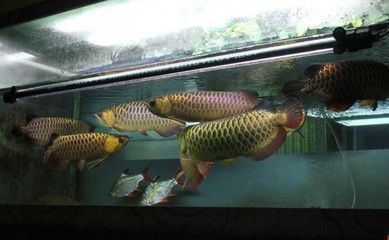 一米八龍魚缸寬七十養(yǎng)龍魚(一米八長(zhǎng)、七十厘米寬的魚缸可以養(yǎng)龍魚) 龍魚百科 第2張 一米八龍魚缸寬七十養(yǎng)龍魚(一米八長(zhǎng)、七十厘米寬的魚缸可以養(yǎng)龍魚) 一米八龍魚缸寬七十養(yǎng)龍魚(一米八長(zhǎng)、七十厘米寬的魚缸可以養(yǎng)龍魚) 龍魚百科 第2張
