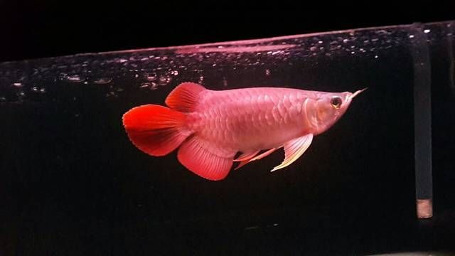 一米八龍魚缸寬七十養(yǎng)龍魚(一米八長(zhǎng)、七十厘米寬的魚缸可以養(yǎng)龍魚) 龍魚百科 第4張 一米八龍魚缸寬七十養(yǎng)龍魚(一米八長(zhǎng)、七十厘米寬的魚缸可以養(yǎng)龍魚) 一米八龍魚缸寬七十養(yǎng)龍魚(一米八長(zhǎng)、七十厘米寬的魚缸可以養(yǎng)龍魚) 龍魚百科 第4張