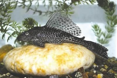 銀龍魚要剪嘴巴嗎（銀龍魚是否需要剪嘴巴？）