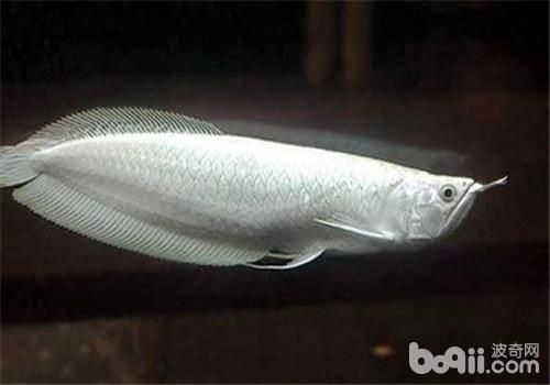 龍魚怎么喂維生素：如何給龍魚補充維生素