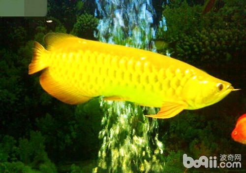 龍魚怎么喂維生素：如何給龍魚補充維生素