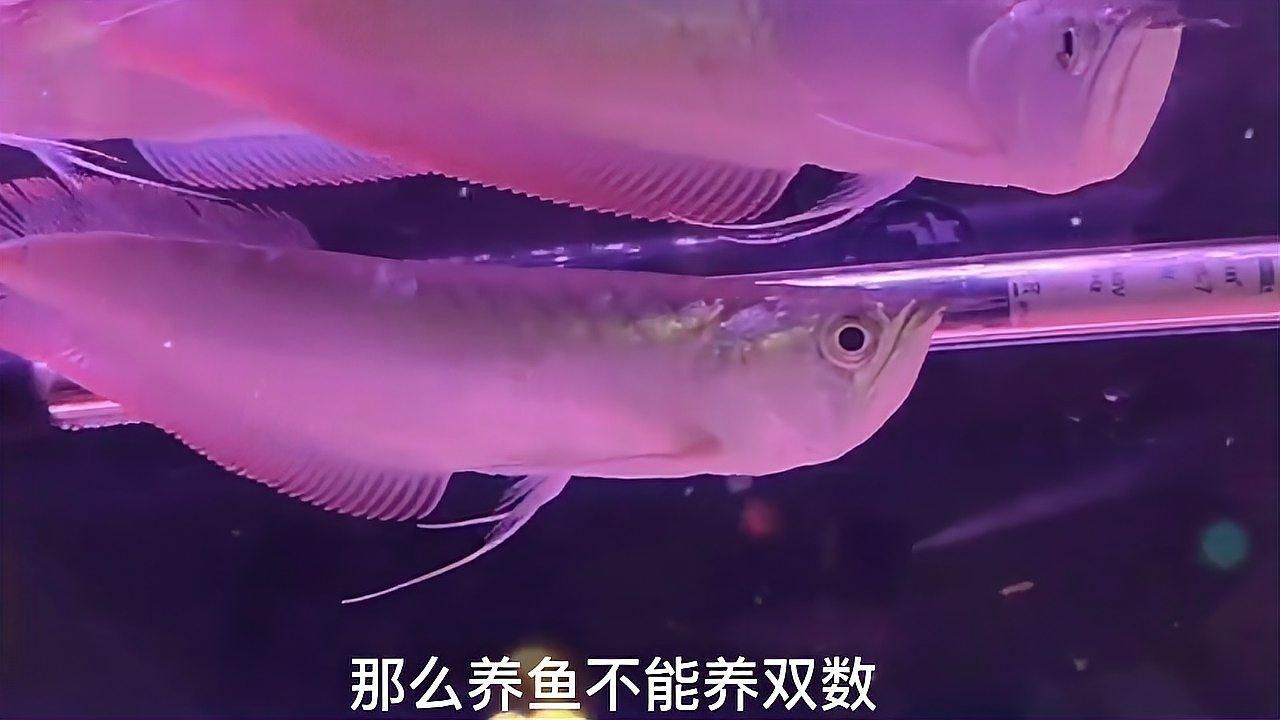 養(yǎng)一條銀龍魚代表什么
