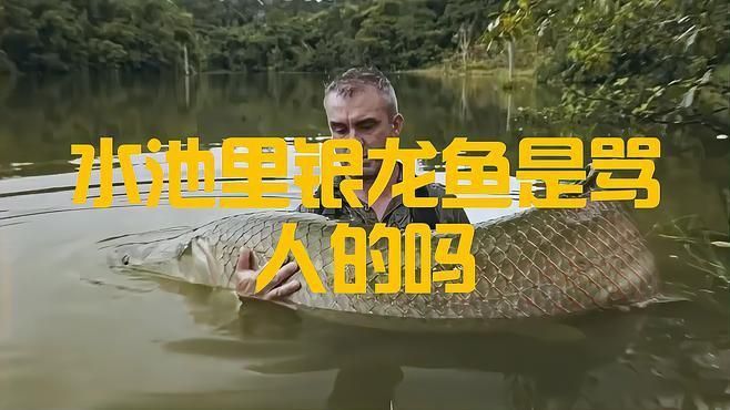 養(yǎng)一條銀龍魚代表什么