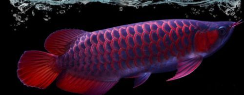 龍魚翻白了怎么處理：龍魚翻白后如何緊急增氧