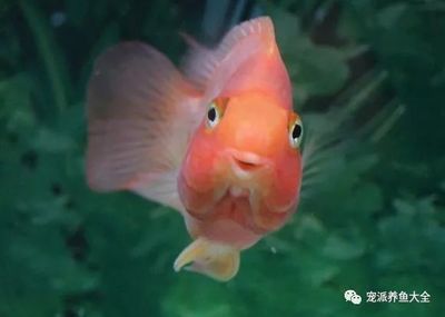 龍魚公魚大還是母魚大（探討龍魚公魚和母魚的體型差異，龍魚母魚的選購指南）