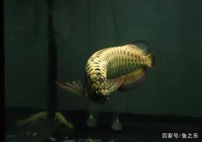 龍魚公魚大還是母魚大（探討龍魚公魚和母魚的體型差異，龍魚母魚的選購指南）