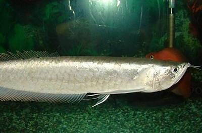 龍魚公魚大還是母魚大（探討龍魚公魚和母魚的體型差異，龍魚母魚的選購指南）