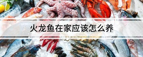 龍魚長線蟲怎么辦（龍魚長線蟲怎么辦當發現龍魚魚缸中有白色線蟲時應該徹底清潔）