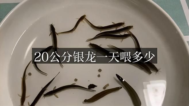 銀龍魚多久喂一次食物合適？