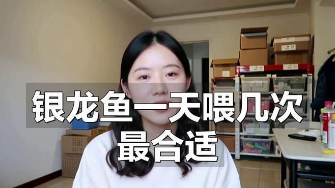 銀龍魚多久喂一次食物合適？